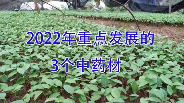 2022年重点发展的3个中药材种植,每亩收入3.1万8.6万,值得收藏