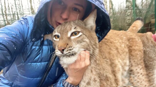 冬天到!俄罗斯家养大猞猁们又变得毛茸茸起来,太可爱了