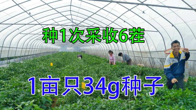 1亩仅34g种子亩产30000斤,年收入58万,需求大,适合南北种植