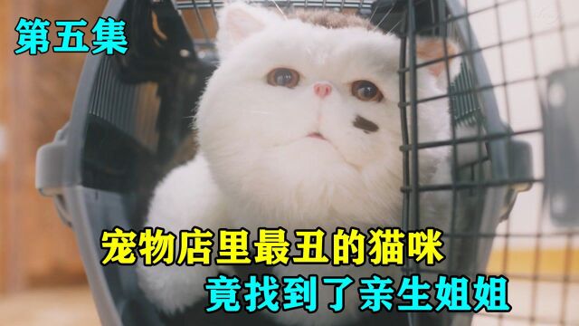 宠物店里最丑的猫咪被大叔抚养后,竟又找到了亲生姐姐