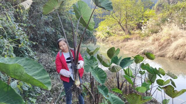 河边野生芋头比人还大,2米高见过吗?这里满山都是