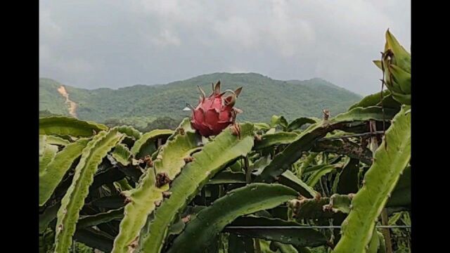 想知道火龙果从哪里长出来的吗?带你去火龙果基地看看!