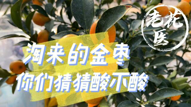 熟悉的花市,又淘来一盆金桔.如何养护呢?金桔养护分享.