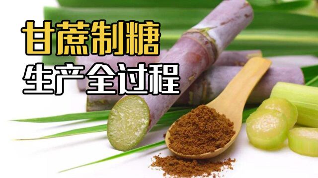 糖是怎么来的?实拍工厂甘蔗制糖,甜菜制糖加工全过程