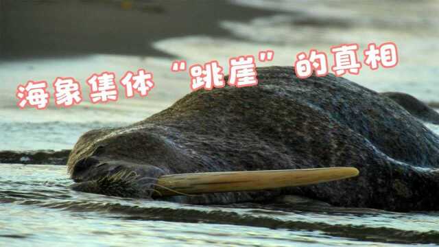 揭露200多头海象集体“跳崖”的真相