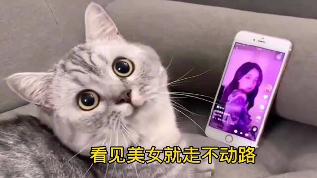 快来看看这只老色批猫,大家有什么办法,能阻止我家猫偷看吗