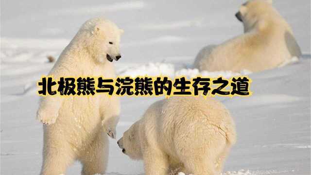 南北两端截然相反的生存环境,家庭与家族对比,浣熊家族太有爱了