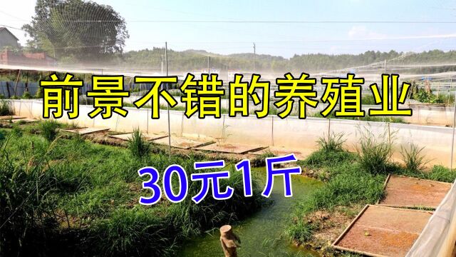 比猪牛羊来钱快的养殖,养20亩年“纯收入”65万,人工养殖前景好