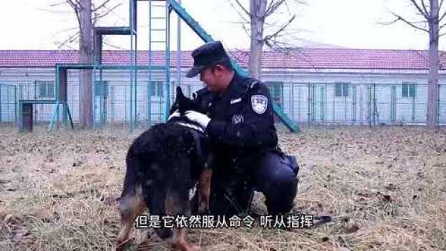 你好警察节 送给无言的警察