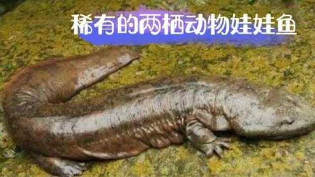 100余斤的两栖动物大鲵 被镜头拍下捕食全过程