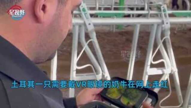 农场主给牛戴VR眼镜产奶量大增!称牛看到草原心情好:宾至如归