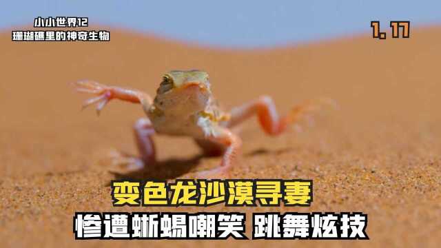 沙漠里的生物有多怪异?变色龙沙漠寻妻忘带彩礼,狒狒竟怕小青蛙