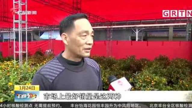 韶关:华南农批花市开张 形成“一站式”年货市场