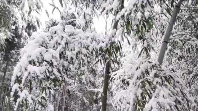 虎年第一场雪,杭州余杭山区白雪皑皑,美若仙境