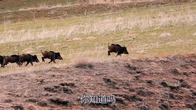 猪吃蛇,为什么再毒的毒蛇毒液都杀不死一头猪,有什么科学依据吗?