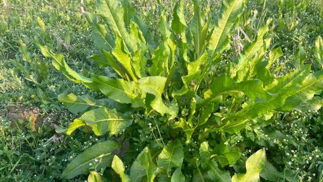 古人用金子都不换的野菠菜,又叫“金不换”,没想到它浑身都是宝