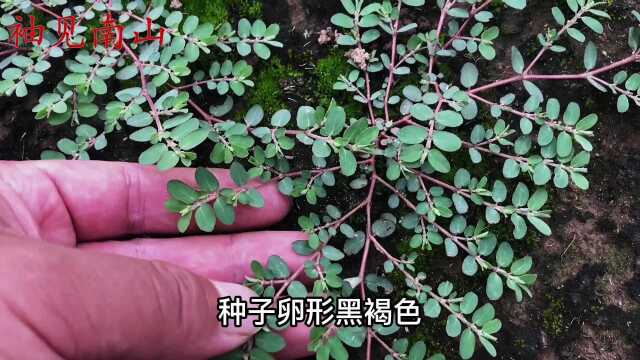 植物地锦草别名“奶浆草”煮水,这3个妙用厉害了?涨知识