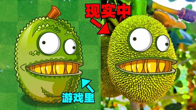 PVZ揭秘:现实生活中的菠萝蜜长啥样?