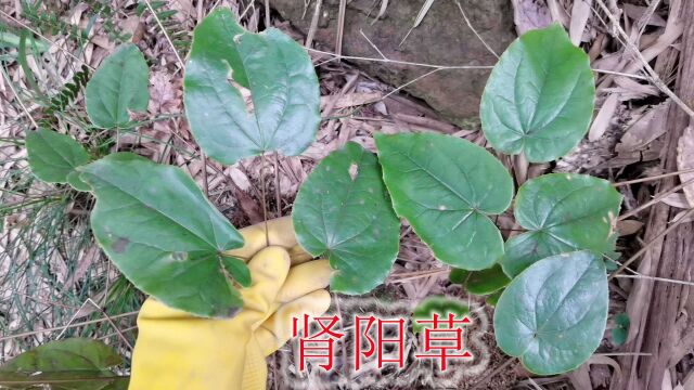 “淫羊藿”神农本草经列为中品,珍贵稀少植物,一起认识下它