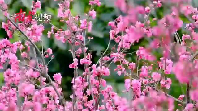 视频|正是樱花烂漫时 “小南”带您云赏花