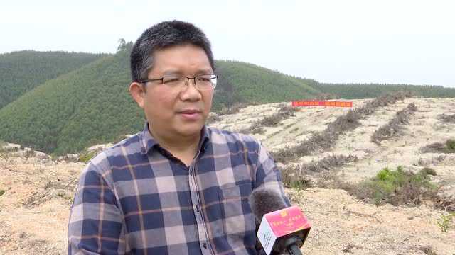 【奋进新征程 建功新时代】扶绥:为大地添绿 助农民增收