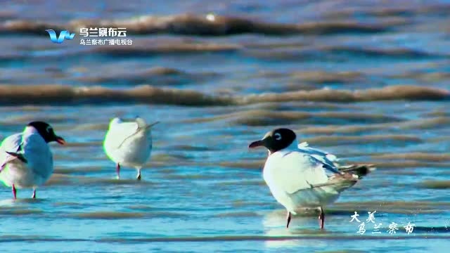 【大美乌兰察布】——水天一色 魅力岱海