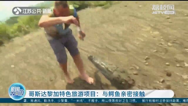 哥斯达黎加特色旅游项目:与鳄鱼亲密接触 近距离互动