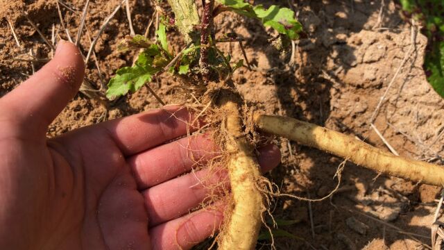 福建常见有毒植物“土荆芥”你认识吗?以前人头上长虱子就找它帮忙