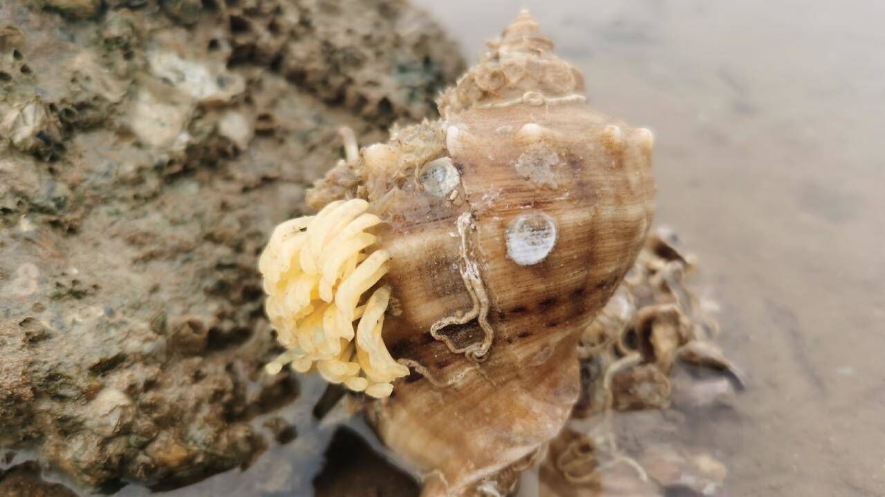 大海退潮,胖哥赶海捡到一对带着卵的海螺,正在孕育小生命