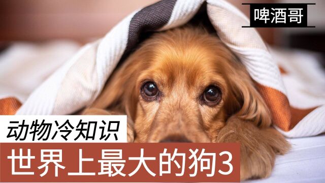 动物冷知识:世界上最大的25种狗3,你还知道有哪些大型犬种?