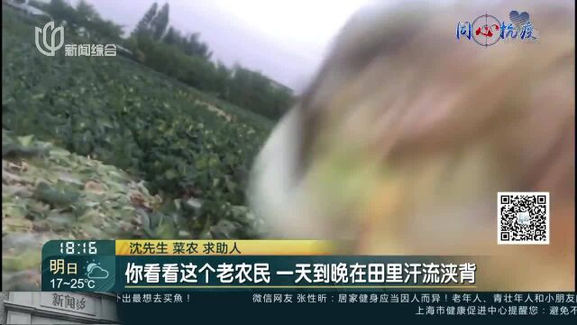 20亩牛心菜快烂地里 万祥镇农民愁销路