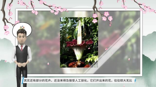 6种“霸王花”,开出来比脸盘大,许多人连见都没见过