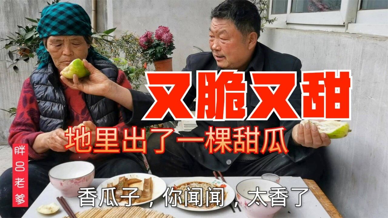 胖吕老爹去地里摘荷兰豆,意外发现一棵小香瓜,摘了回家给老婆吃