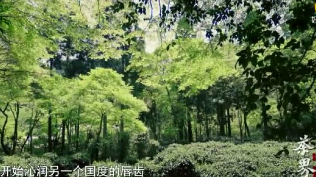 茶品牌专题丨丸久小山园与伊藤久右卫门:体现茶道精神的日本宇治茶品牌