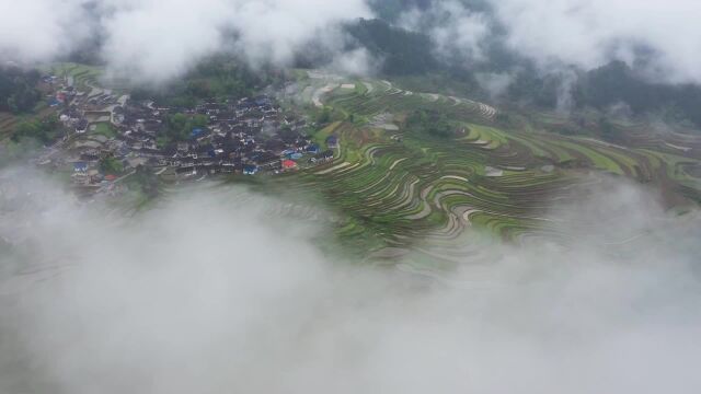 (电视通稿ⷥ›𝥆…ⷧ”Ÿ态)初夏时节 感受云雾中如画的贵州梯田