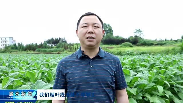 县烟草专卖局:积极指导烟农生产自救