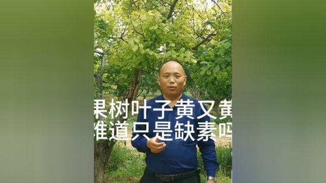 果树叶子黄又黄,难道只是缺素吗?为什么会缺素呢?