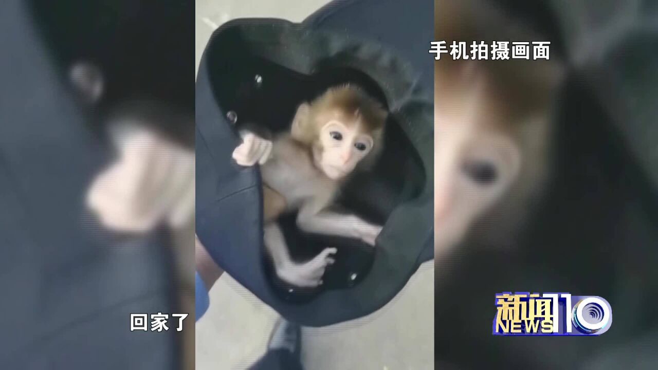 猕猴幼崽遭“遗弃”,因还不能回归大自然先由“猴妈妈”照顾