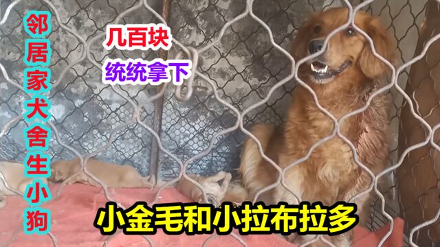 邻居家犬舍生小狗,拉布拉多和金毛,品相精品,出窝后全部拿下