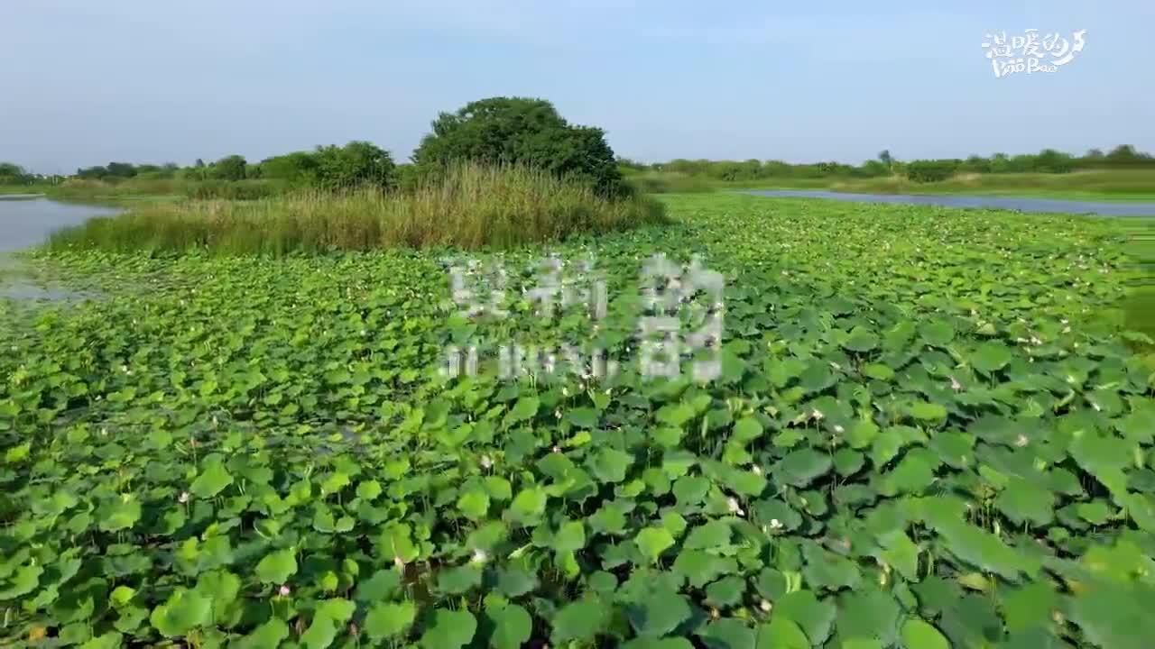 “千亩荷塘”花开别样红