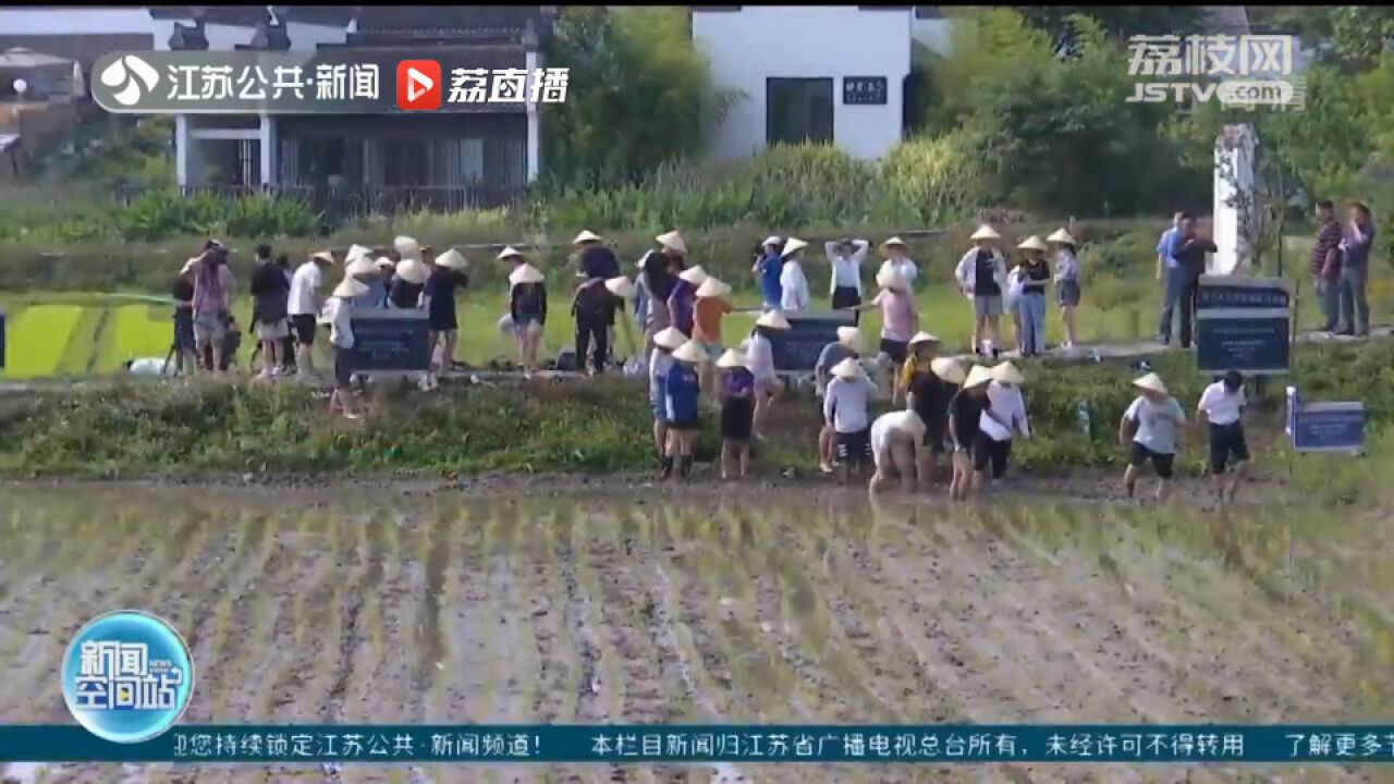 大学师生下田插秧!南京大学历史学院把课堂开到田间