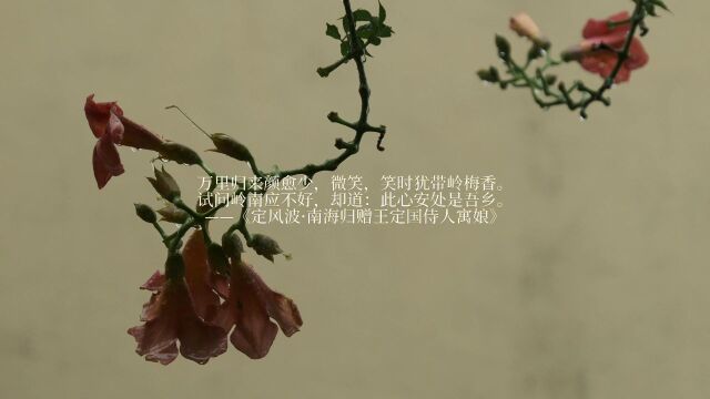 宋韵文化ⷤ𘜥ᨯ