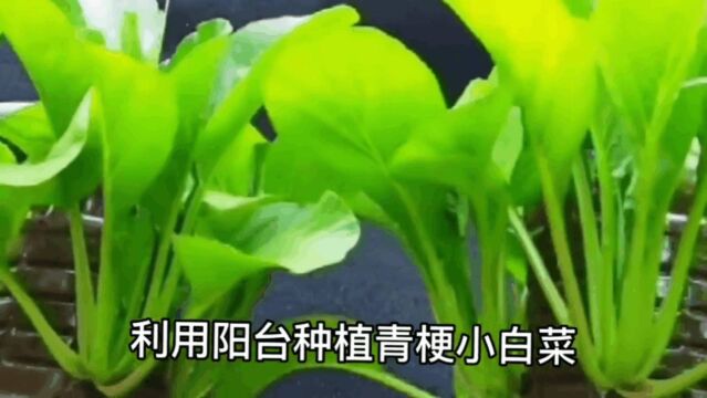 阳台种植青菜新鲜花样