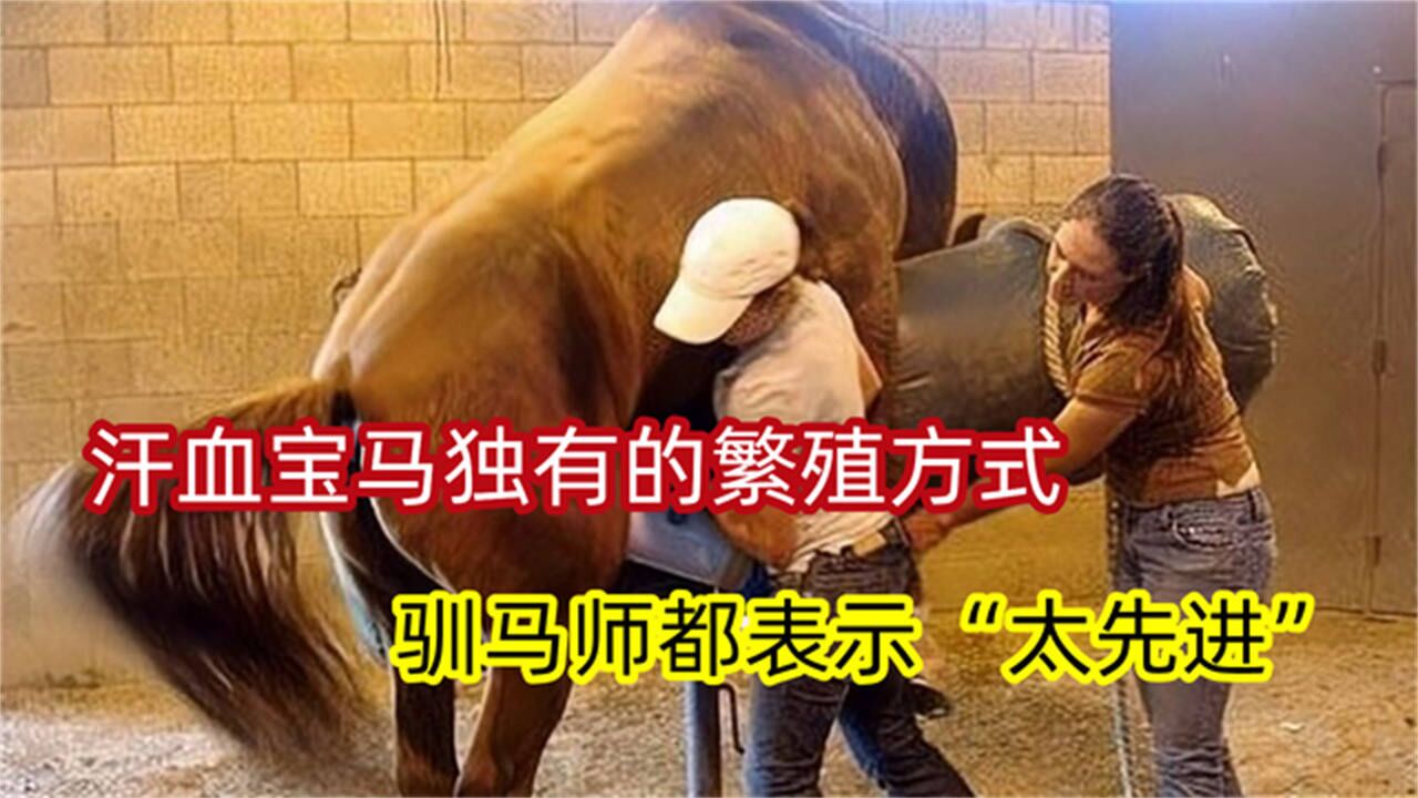汗血宝马特有的繁殖方式,驯马师表示"太先进,坦言无法想象!