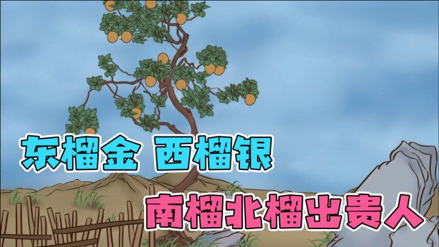 俗语:“东榴金,西榴银,南榴北榴出贵人”,你家的树种对了吗?