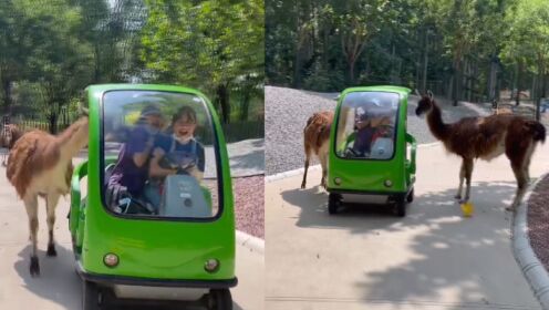 俩女生开观光车看野生动物，一路尖叫被动物“围观”，网友：谁看谁？