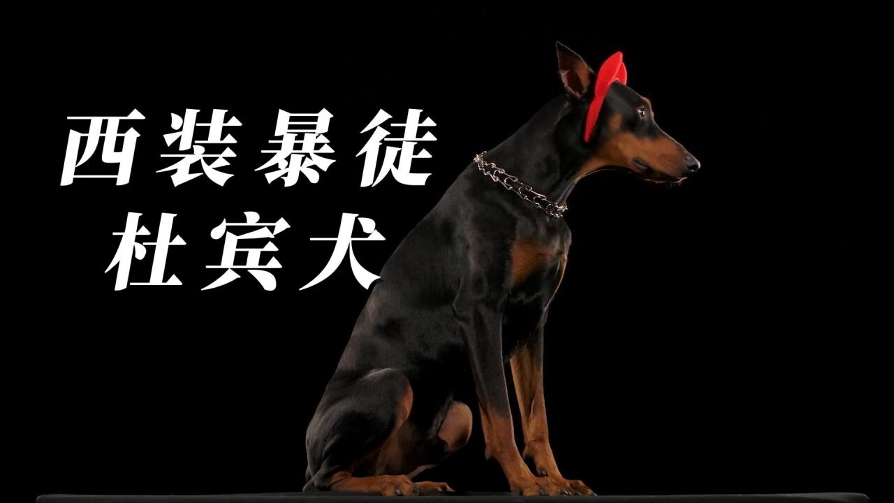 涨知识,西装暴徒杜宾犬,有哪些优点和缺点