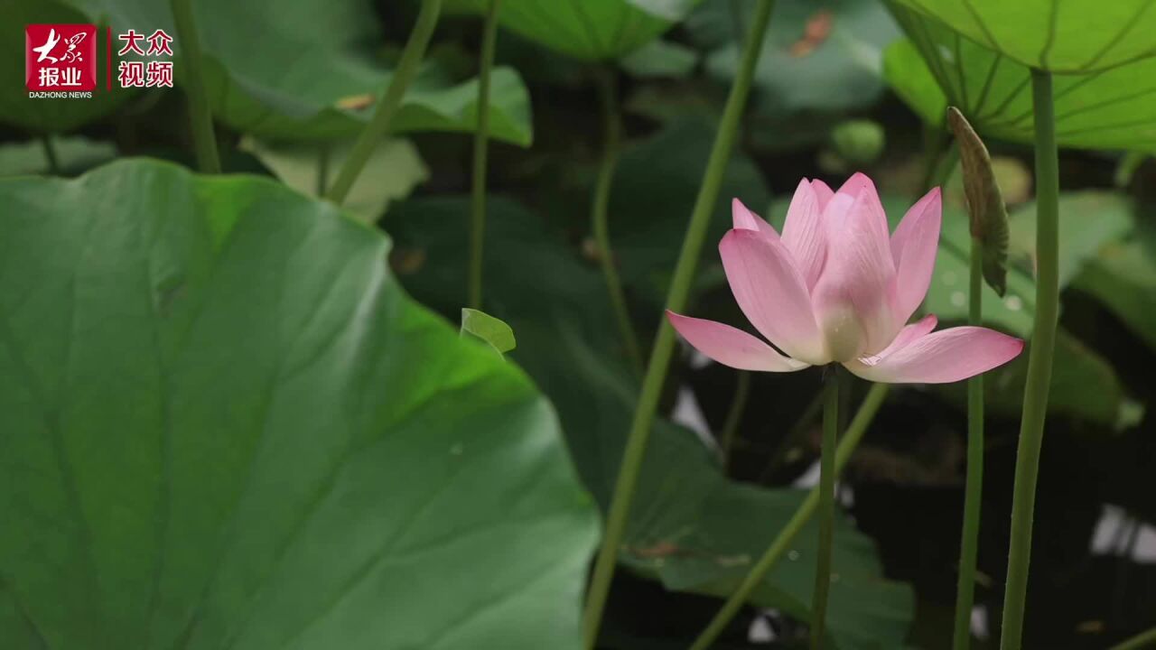 视频|当诗词遇上“夏雨荷”