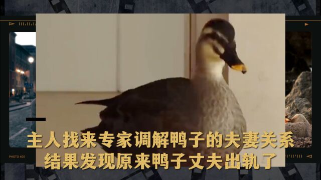 鸭子夫妻俩天天打架,主人找来专家调解鸭子的夫妻关系,结果发现原来鸭子丈夫出轨了