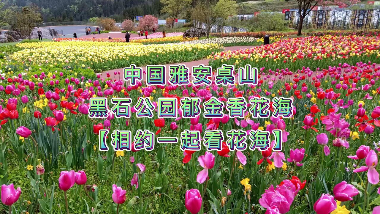 中国雅安桌山黑石公园郁金香花海-相约一起看花海